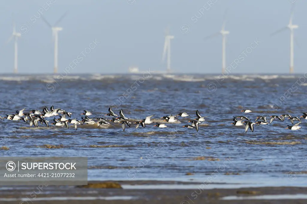 Eurasian Oystercatcher (Haematopus ostralegus) flock, in flight, over shoreline with wind turbines of offshore windfarm in distance, Hoylake, Dee Estuary, Merseyside, England, January