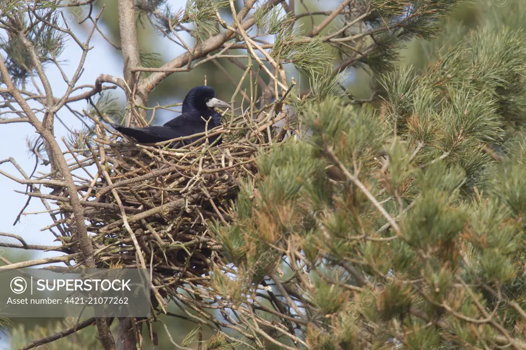 Rook (Corvus frugilegus) adult, sitting on nest at rookery in Scots Pine (Pinus sylvestris) tree, Berwickshire, Scottish Borders, Scotland, April