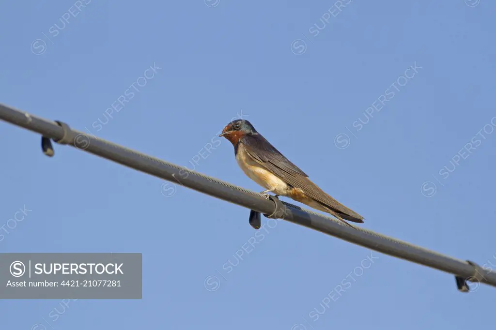 Barn Swallow (Hirundo rustica rustica) adult, perched on wire, resting on migration, Castilla y Leon, Spain, August