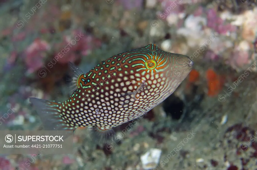 Green-spotted Toby (Canthigaster janthinoptera) adult, Candidasa, Bali, Lesser Sunda Islands, Indonesia, August