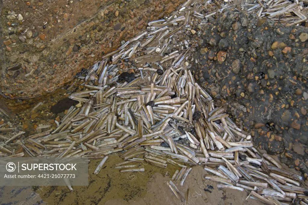 Razorshell (Ensis arcuatus) empty shells, washed up on beach tideline, Titchwell, Norfolk, England, October