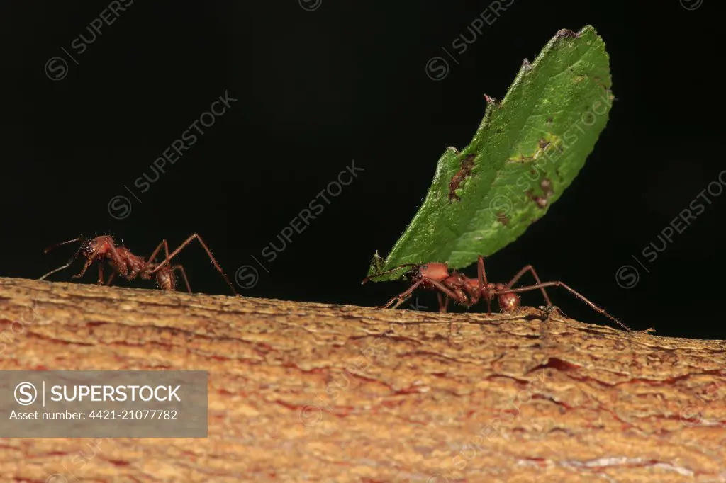 Leafcutter Ant (Atta sexdens) adult female workers, 'forager-excavator' caste carrying cut leaf section (captive)