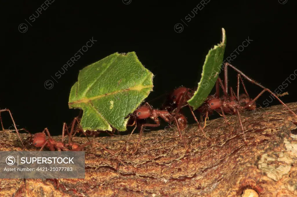 Leafcutter Ant (Atta sexdens) adult female workers, 'forager-excavator' caste carrying cut leaf sections (captive)