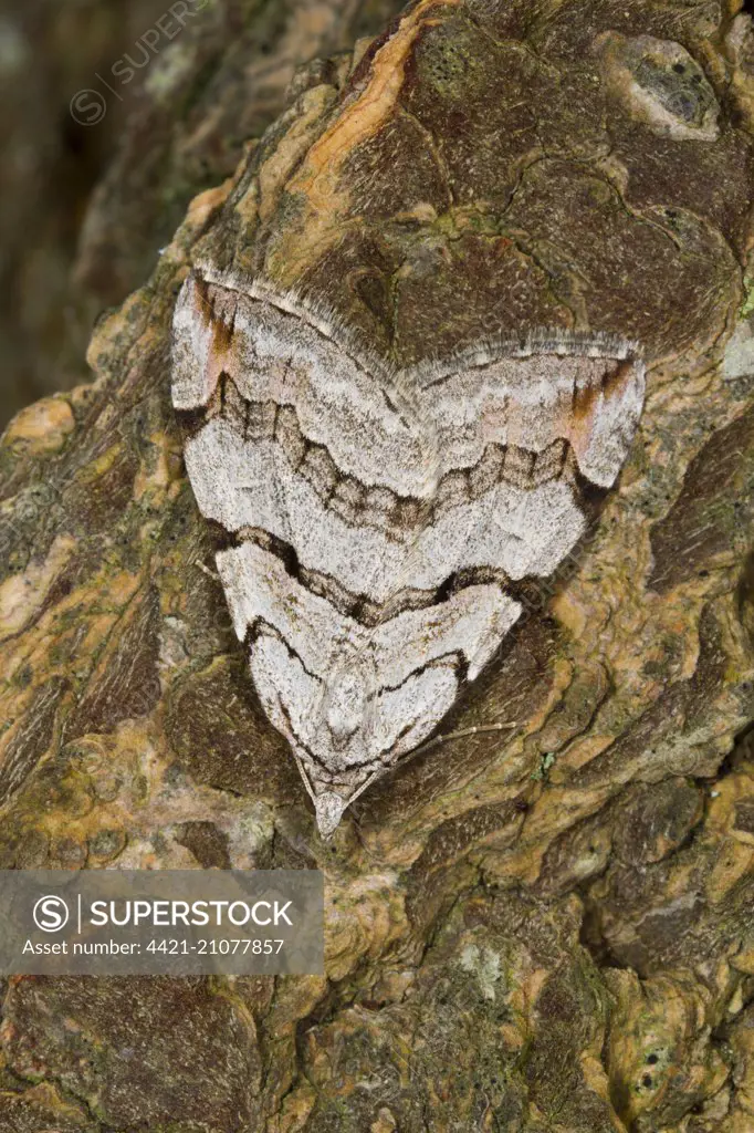Treble-bar Moth (Aplocera plagiata) adult, resting on tree bark, Powys, Wales, May