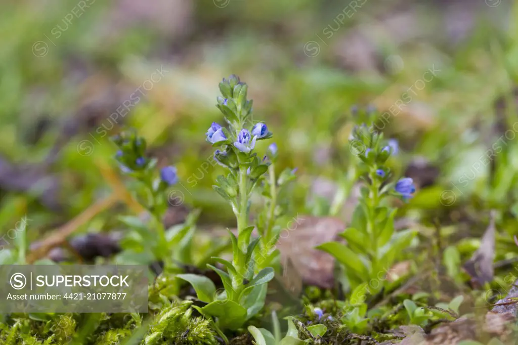 Wall Speedwell (Veronica arvensis) flowering, Powys, Wales, May