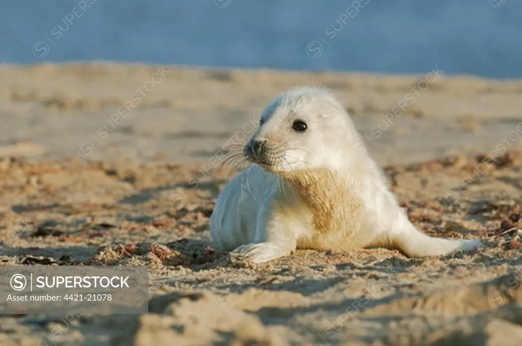 Grey Seal (Halichoerus grypus) whitecoat pup, surrounded by placenta, on sandy beach, Norfolk, England, november