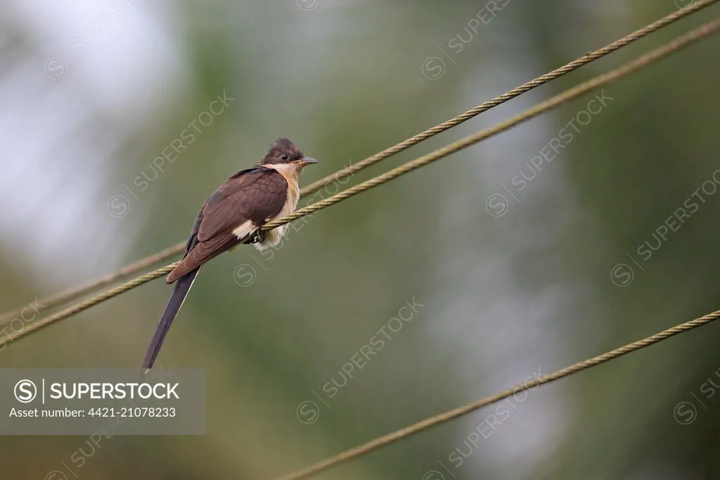 Jacobin Cuckoo (Clamator jacobinus) immature, perched on overhead wire, Goa, India, November