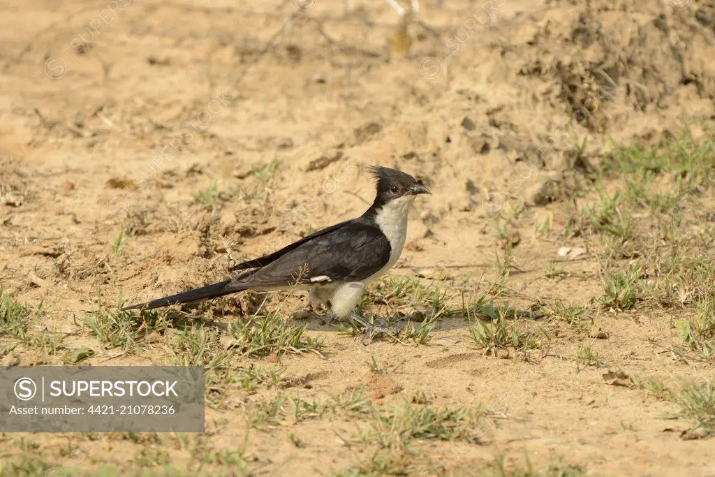 Jacobin Cuckoo (Clamator jacobinus) adult, standing on sandy ground, Yala N.P., Sri Lanka, March