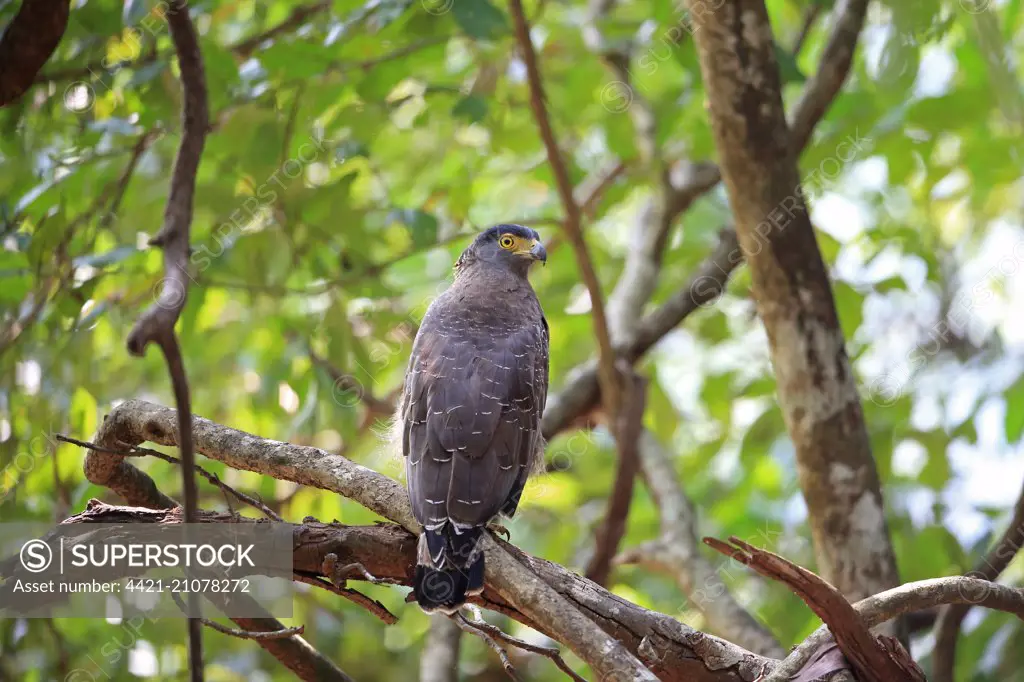 Crested Serpent-eagle (Spilornis cheela melanotis) adult, perched on branch, Goa, India, November