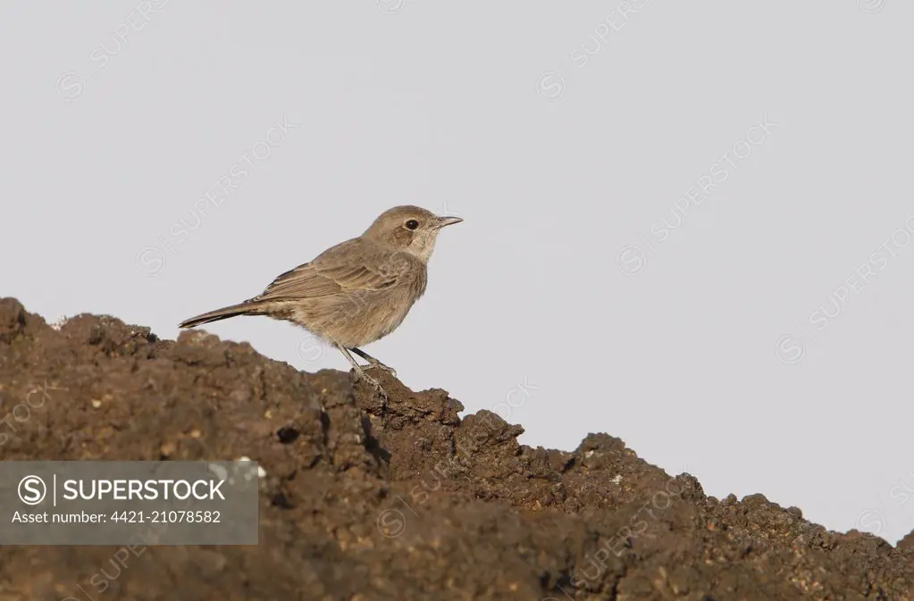 Sombre Rock Chat (Cercomela dubia) adult, standing on lava flow, Fantalle Volcano, Awash N.P., Ethiopia, November