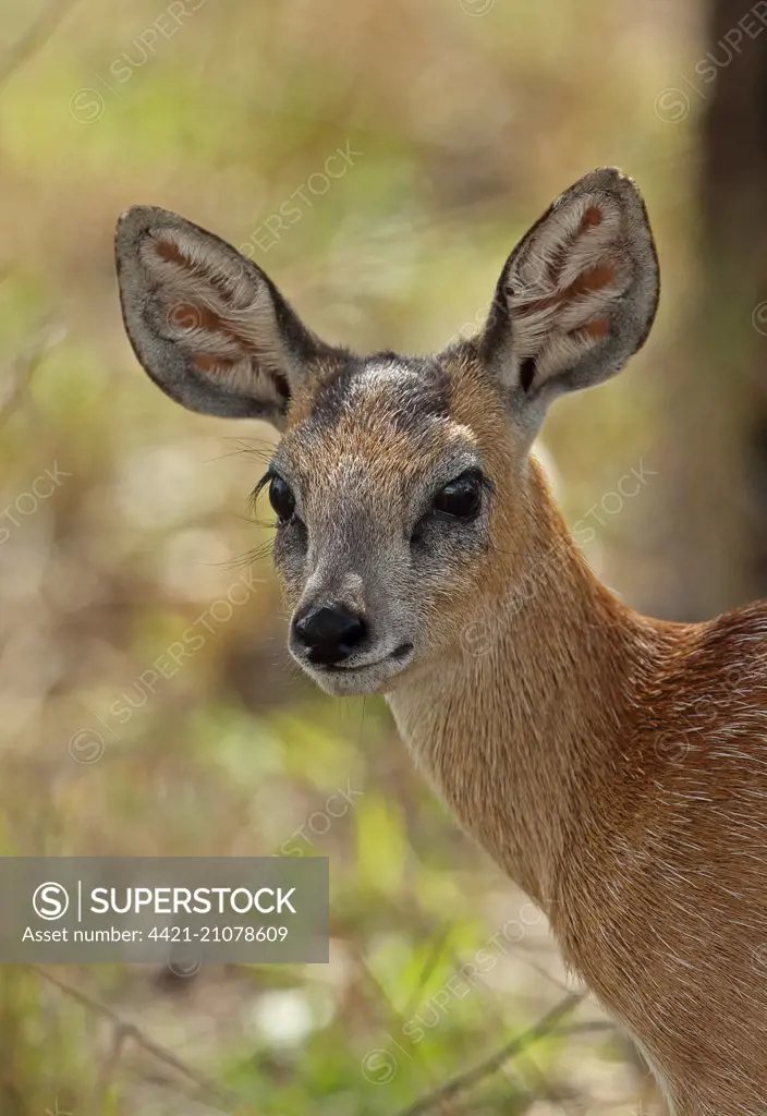 Sharpe's Grysbok (Raphicerus sharpei) adult female, close-up of head, Kruger N.P., Great Limpopo Transfrontier Park, South Africa, November