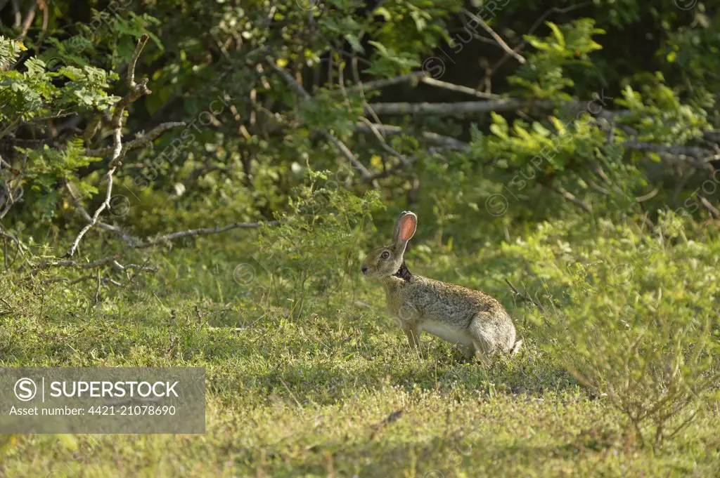 Indian Hare (Lepus nigricollis singhala) adult, sitting in shade, Yala N.P., Sri Lanka, March