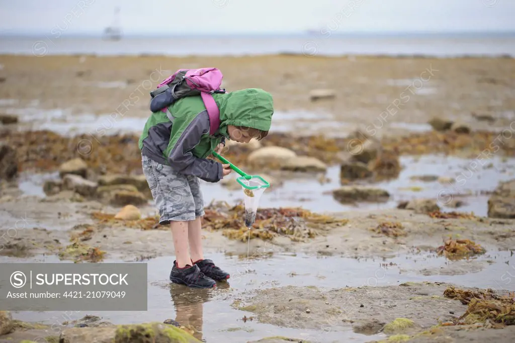 Boy rockpooling with net in coastal rockpools,  Isle of Wight, England, August  