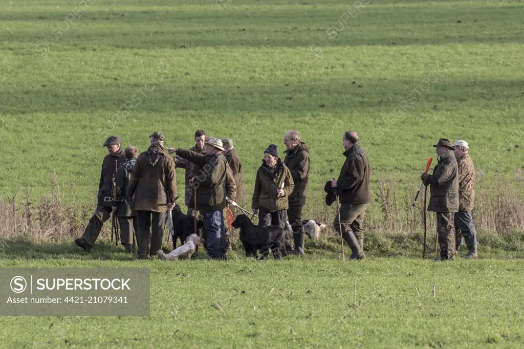 Organising the beaters for the next drive on pheasant shoot day, Boulge Suffolk.
