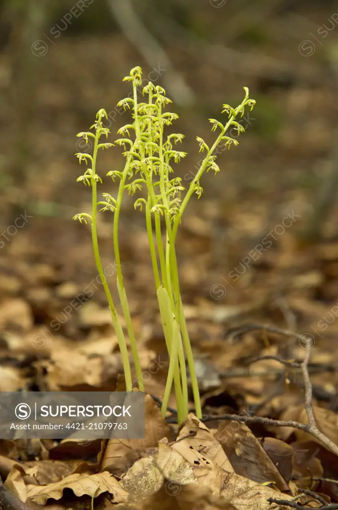 Early Coralroot (Corallorhiza trifida) flowering, group growing in shady beech woodland, Alps, France, June