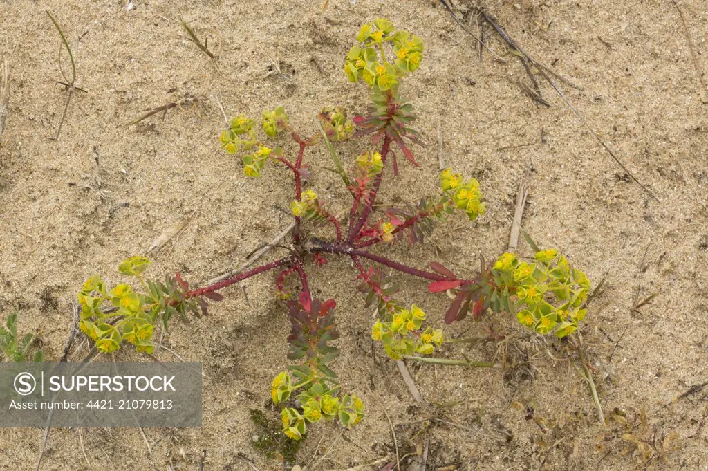Portland Spurge (Euphorbia portlandica) flowering, growing prostrate on sand dune, England, May