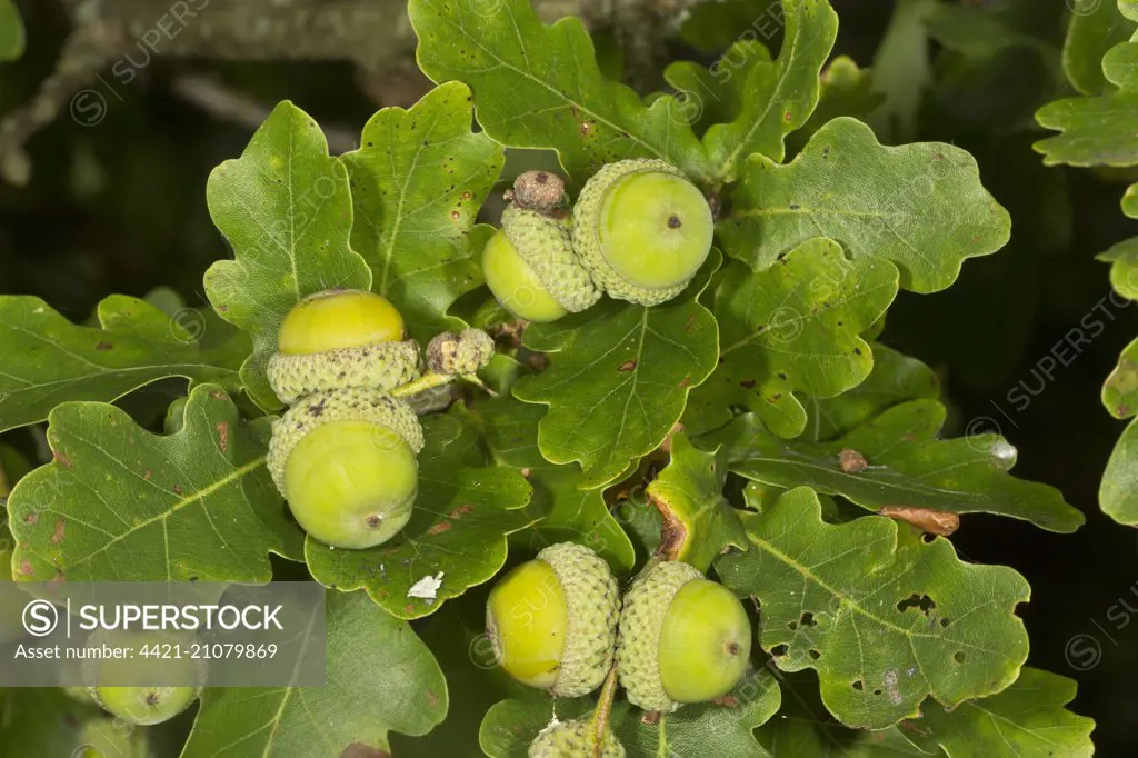 Common Oak (Quercus robur) close-up of ripening acorns, Dorset, England, August