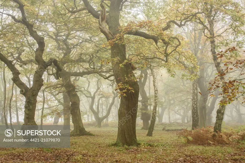 Common Oak (Quercus robur) and Silver Birch (Betula pendula) woodland habitat in mist, with leaves in autumn colour, Brocton Coppice, Cannock Chase, Staffordshire, England, November