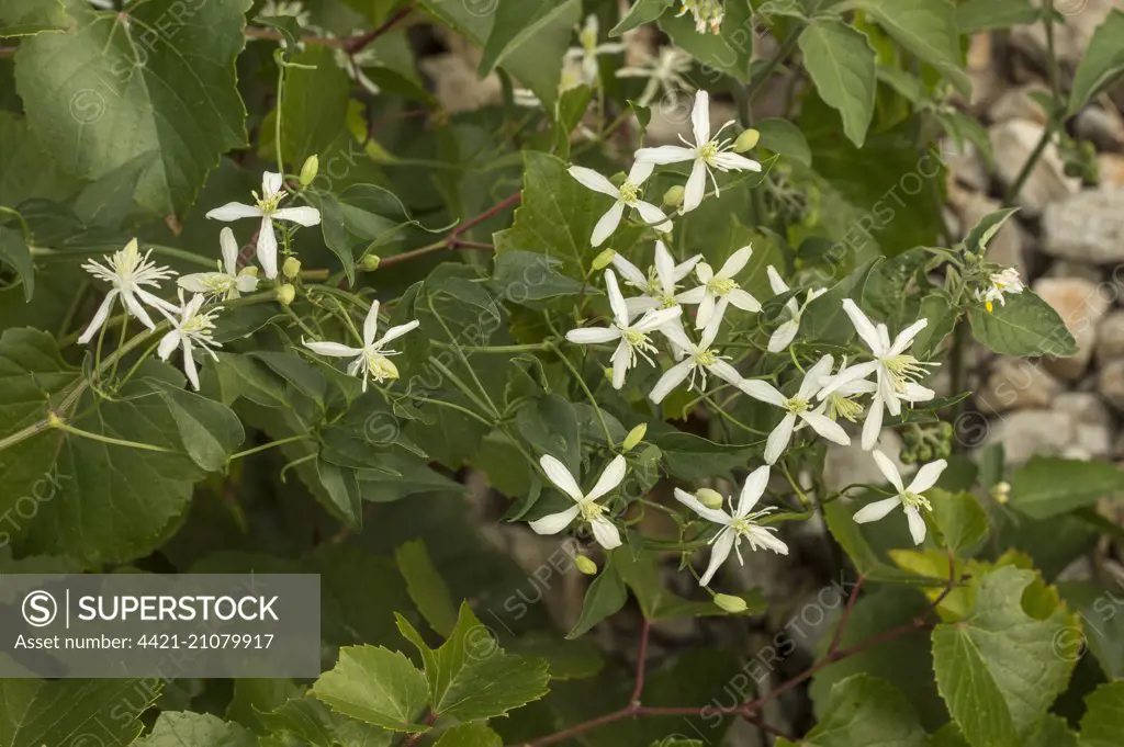 Fragrant Virgin's Bower (Clematis flammula) close-up of flowers, growing in garrigue, France, September