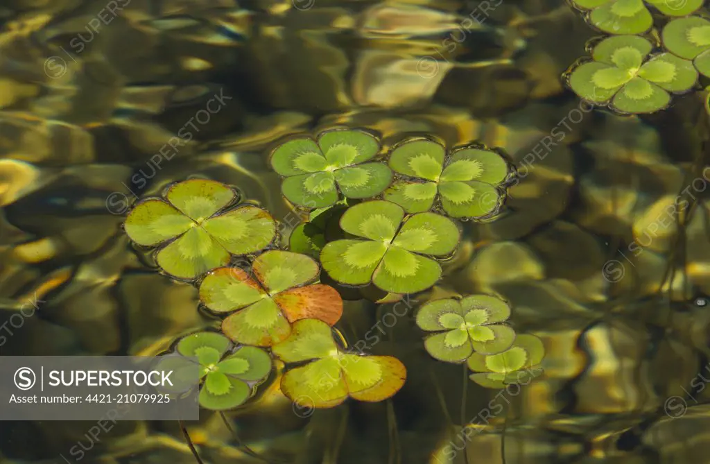 European Waterclover (Marsilea quadrifolia) introduced species, leaves floating on surface of water, Texas, U.S.A., February