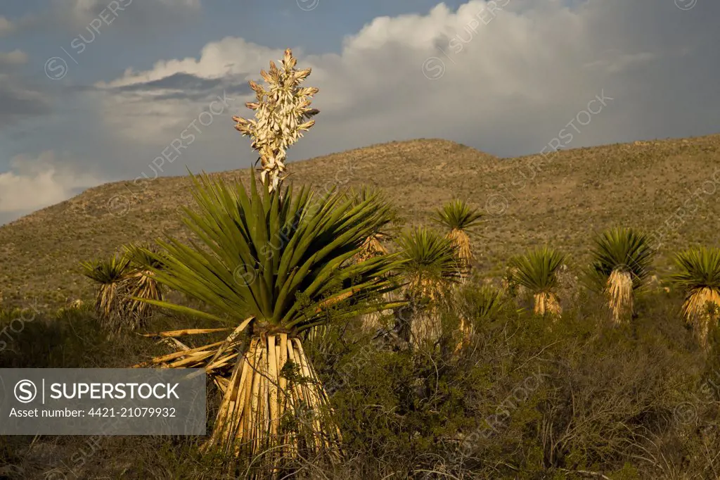 Faxon Yucca (Yucca faxoniana) flowering, growing in desert, Dagger Flats, Big Bend N.P., Chihuahuan Desert, Texas, U.S.A., February