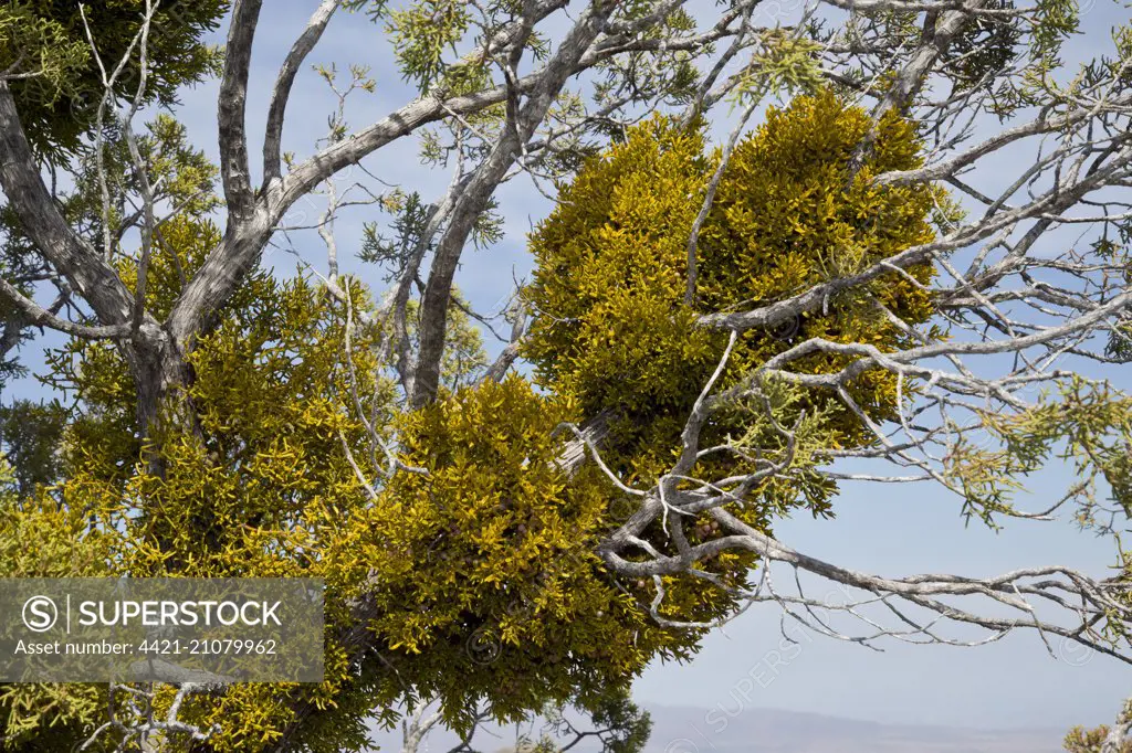 Juniper Mistletoe (Phoradendron juniperinum) hemiparasite on old Juniper (Juniperus sp.), Chisos Mountains, Big Bend N.P., Chihuahuan Desert, Texas, U.S.A., February
