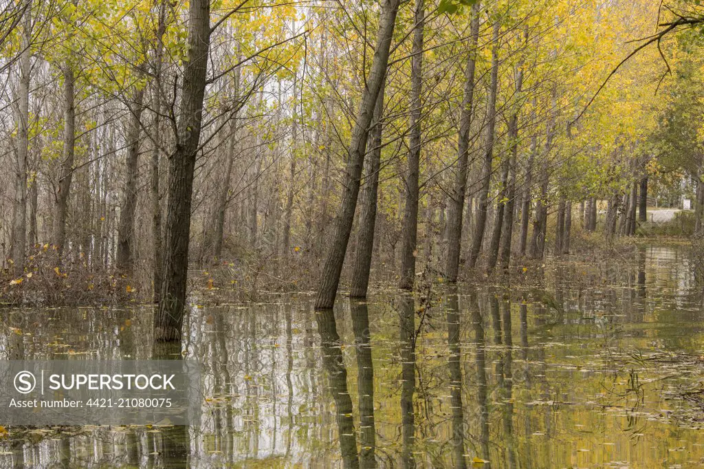 Flooded Poplar (Populus sp.) plantation at edge of lake, Lake Doirani, on border with Republic of Macedonia, Macedonia, Greece, October