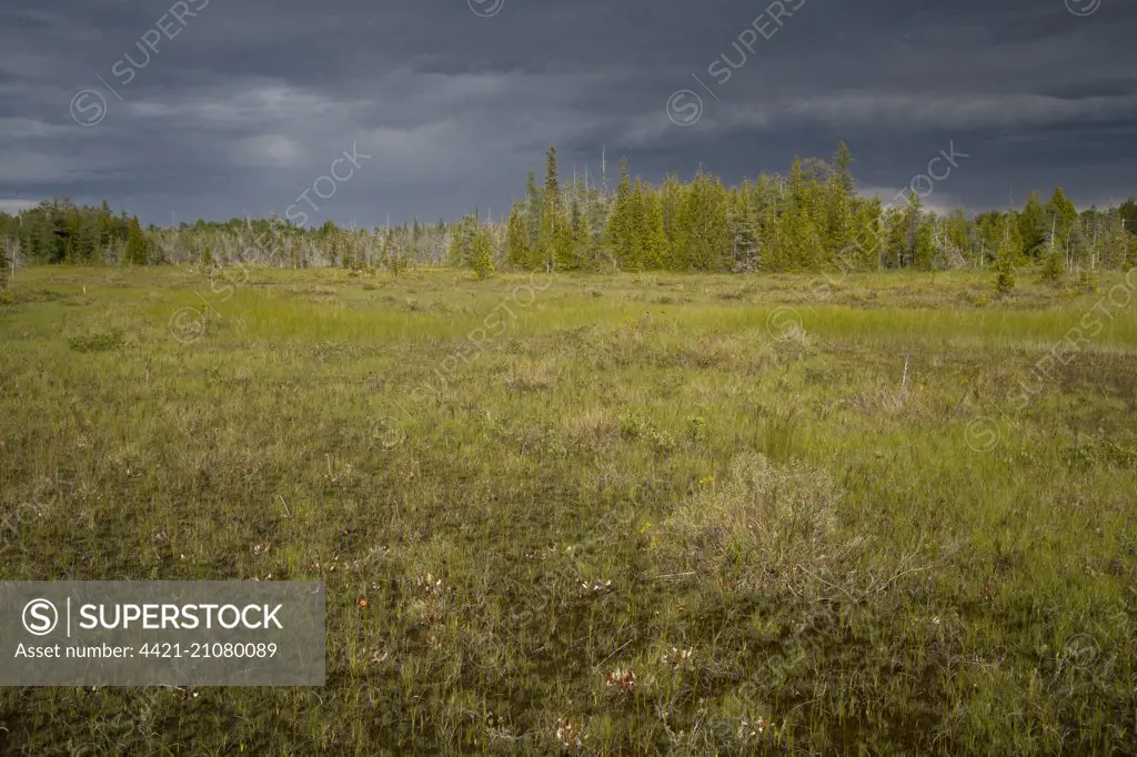 View of bog habitat, Dorcas Fen, Singing Sands, Dorcas Bay, Bruce Peninsula N.P., Ontario, Canada, June