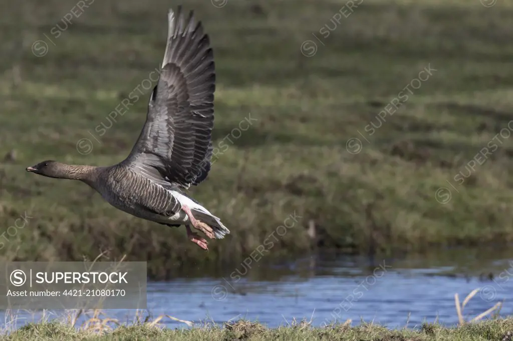 Pink footed goose taking off