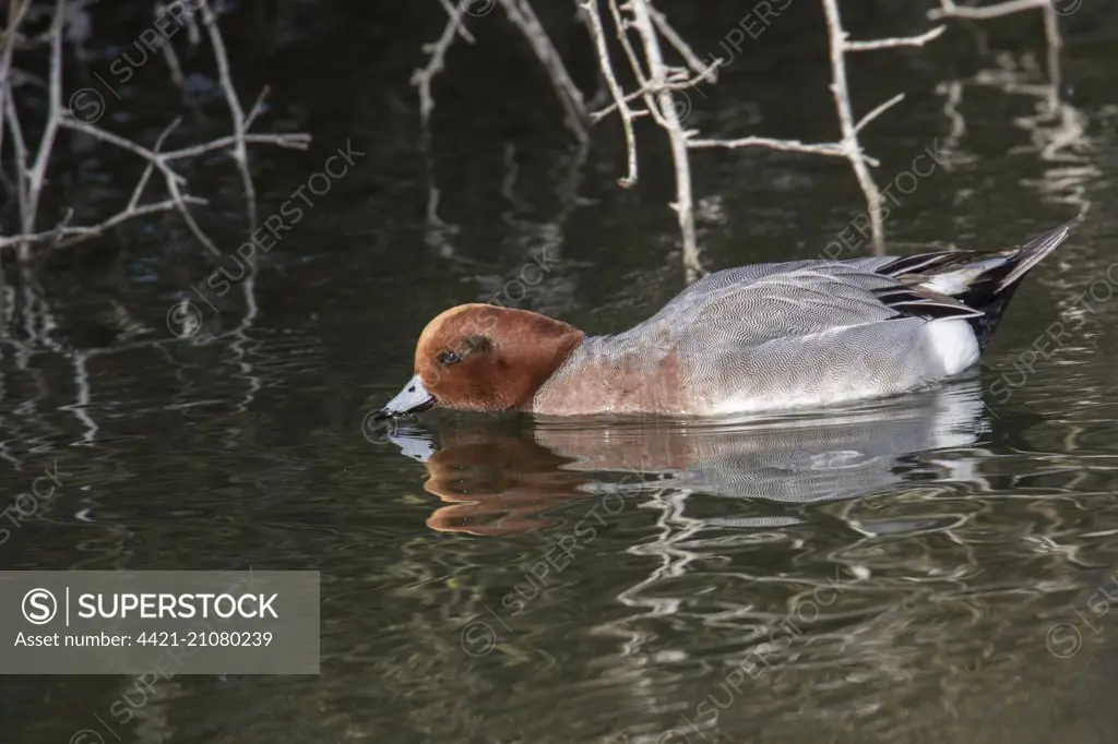 Wigeon male duck