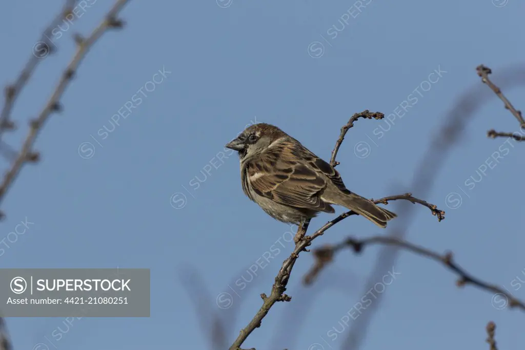House Sparrow, male bird
