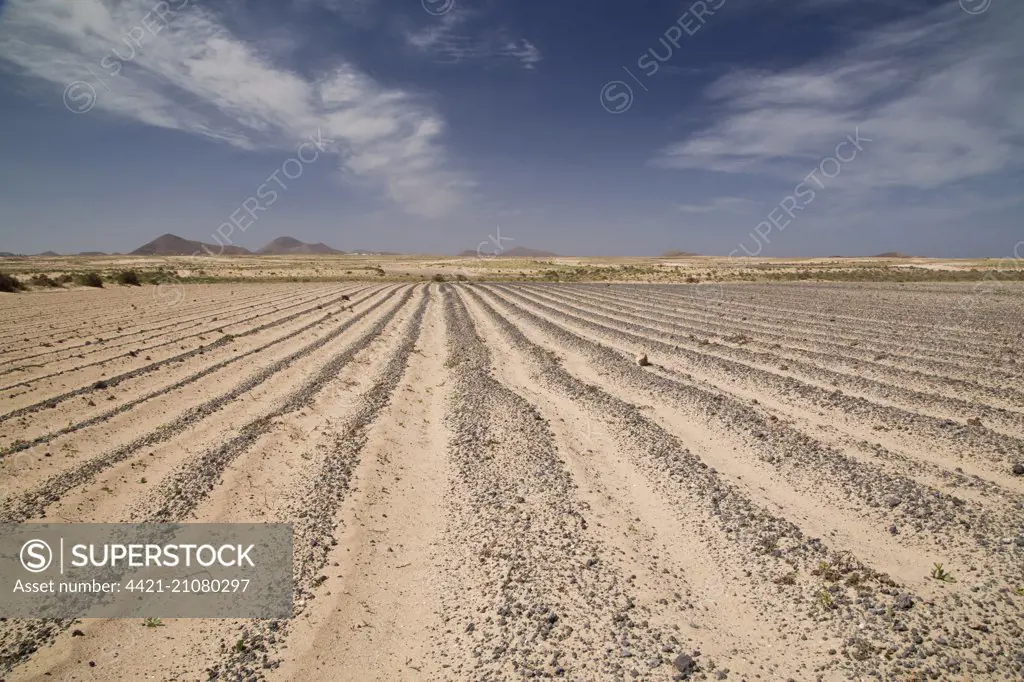 Sandy ploughed field for melons, El Jable Plain, Lanzarote, Canary Islands, March 