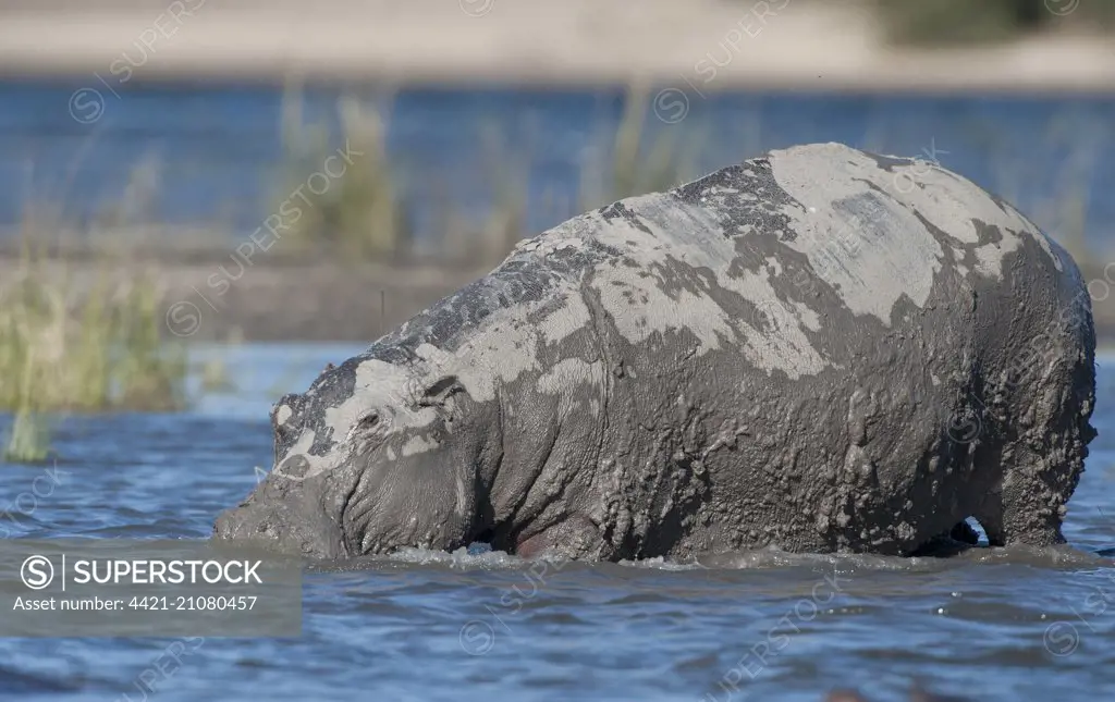 Hippopotamus (Hippopotamus amphibius) adult, covered in mud, Chobe River, Chobe N.P., Botswana, June