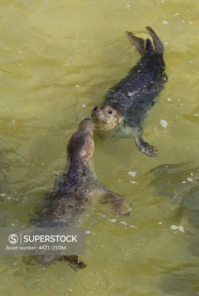 Grey Seal (Halichoerus grypus) two adult females, interacting, swimming in sandy cove, Great Saltee, Saltee Islands, Ireland, may