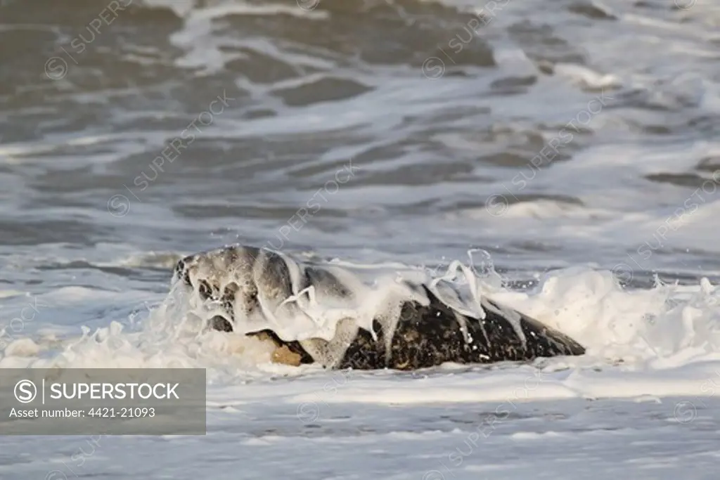 Grey Seal (Halichoerus grypus) adult male, in surf on beach, Norfolk, England, november