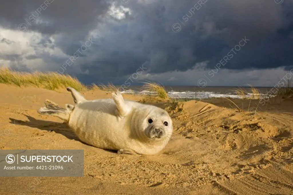 Grey Seal (Halichoerus grypus) one-two week old whitecoat pup, resting in sand dunes, with approaching stormclouds, Norfolk, England, november