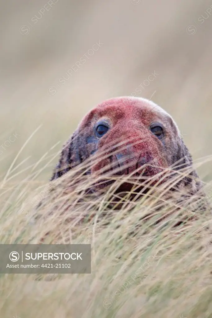Grey Seal (Halichoerus grypus) adult male, close-up of head, with bloody fur from fighting with rival male, amongst Marram Grass (Ammophila arenaria), Norfolk, England, november