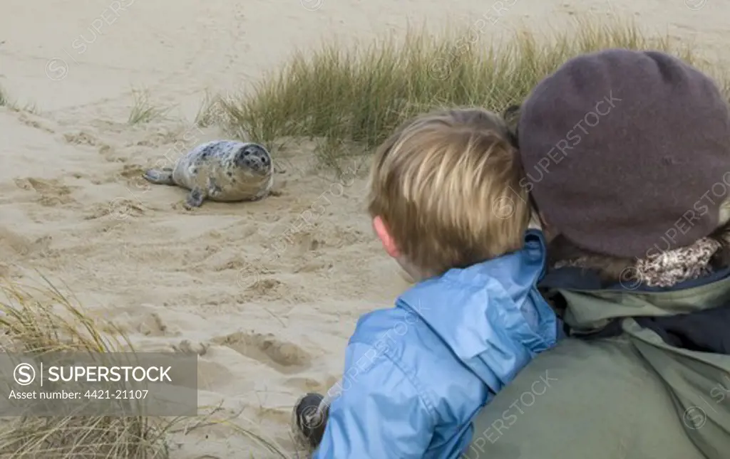 Grey Seal (Halichoerus grypus) pup, watched by young boy and mother on sandy beach, Norfolk, England, autumn