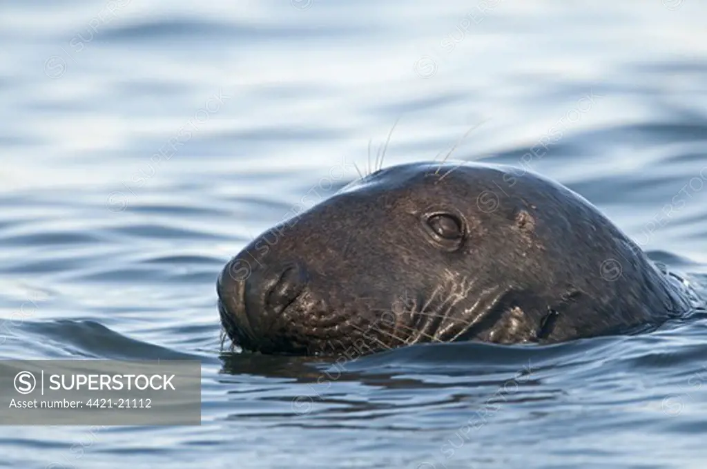 Grey Seal (Halichoerus grypus) adult, close-up of head, at surface of sea, Blakeney Point, Norfolk, England, october