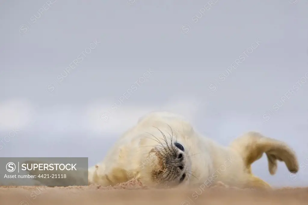 Grey Seal (Halichoerus grypus) whitecoat pup, resting on sandy beach, Norfolk, England, november