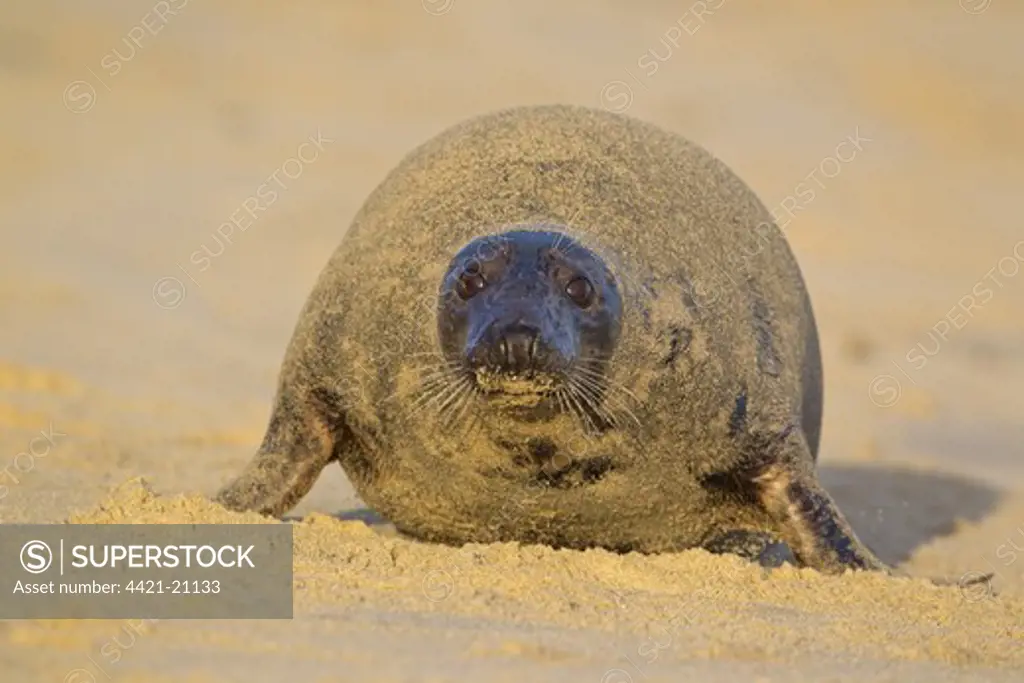 Grey Seal (Halichoerus grypus) adult female, covered with sand on sandy beach, Horsey, Norfolk, England, november