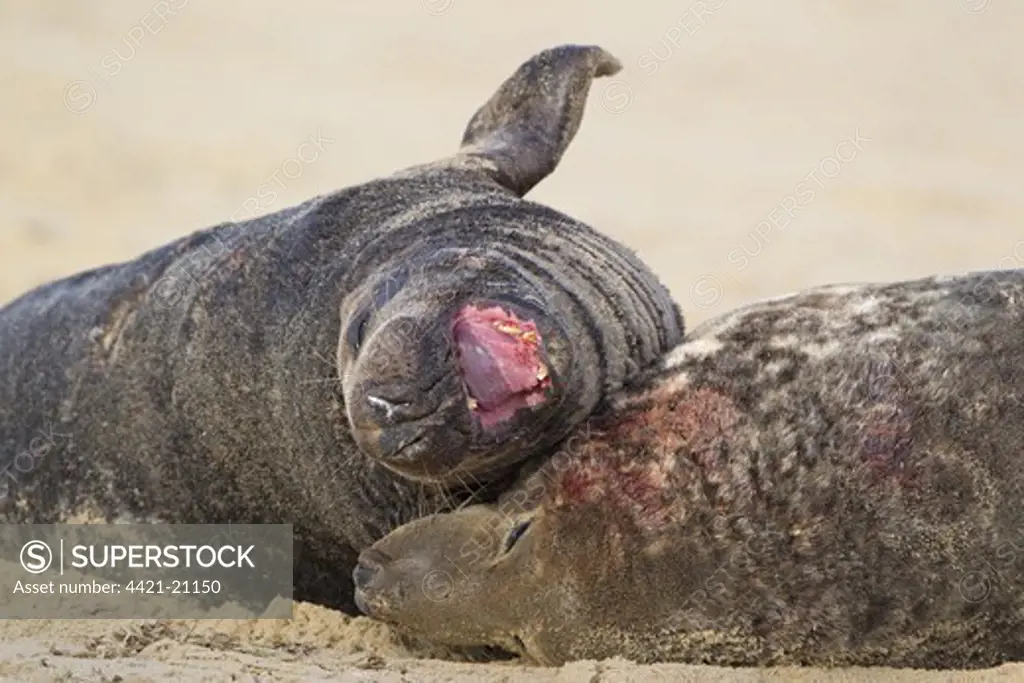 Grey Seal (Halichoerus grypus) two adult males, close-up of heads, fighting on sandy beach, Horsey, Norfolk, England, november