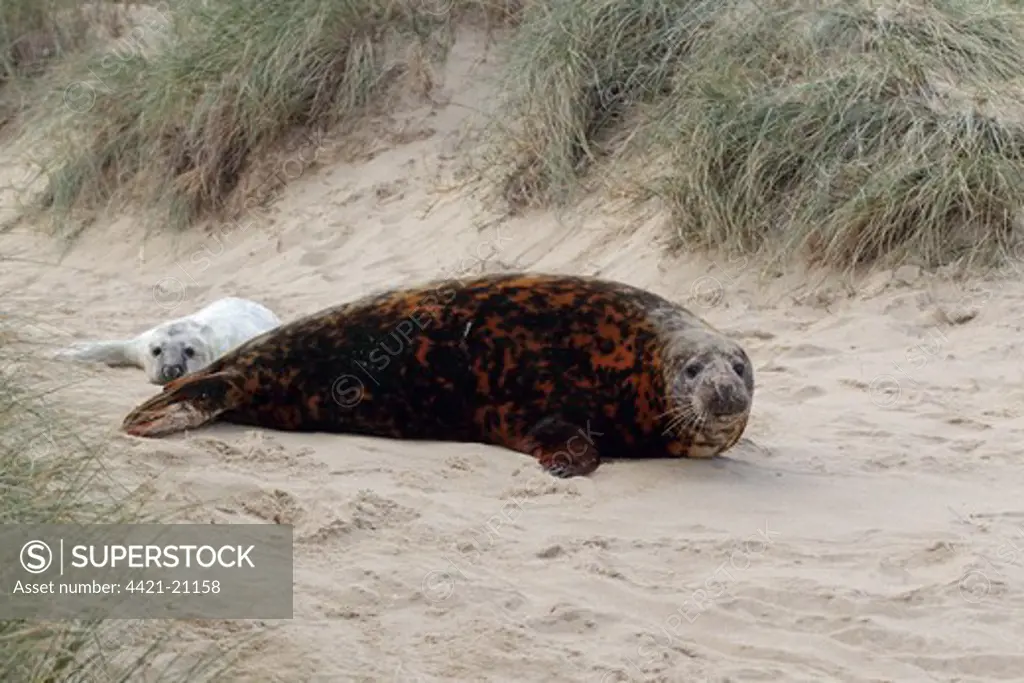 Grey Seal (Halichoerus grypus) adult female, with brown stained coat, with newborn whitecoat pup, amongst sand dunes for protection from high tide, Horsey, Norfolk, England, november