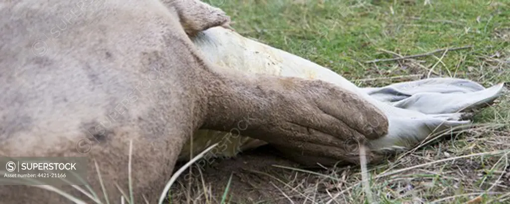 Grey Seal (Halichoerus grypus) adult female giving birth to whitecoat pup, Donna Nook, Lincolnshire, England, november