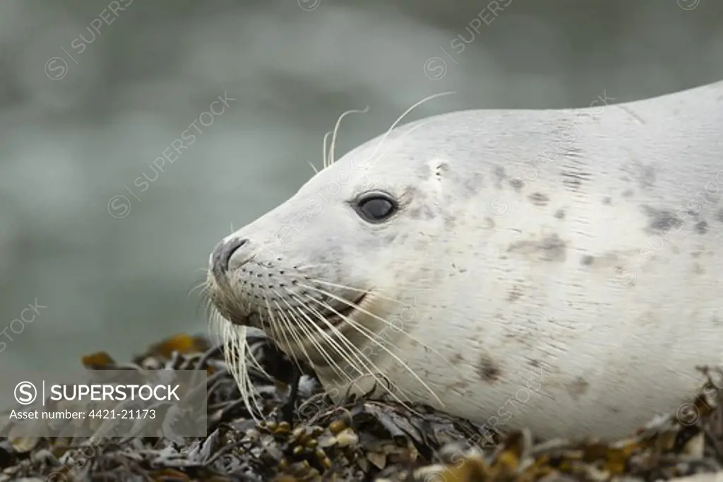 Grey Seal (Halichoerus grypus) juvenile, close-up of head, hauled out on seaweed covered rocks, Pembrokeshire, Wales, may