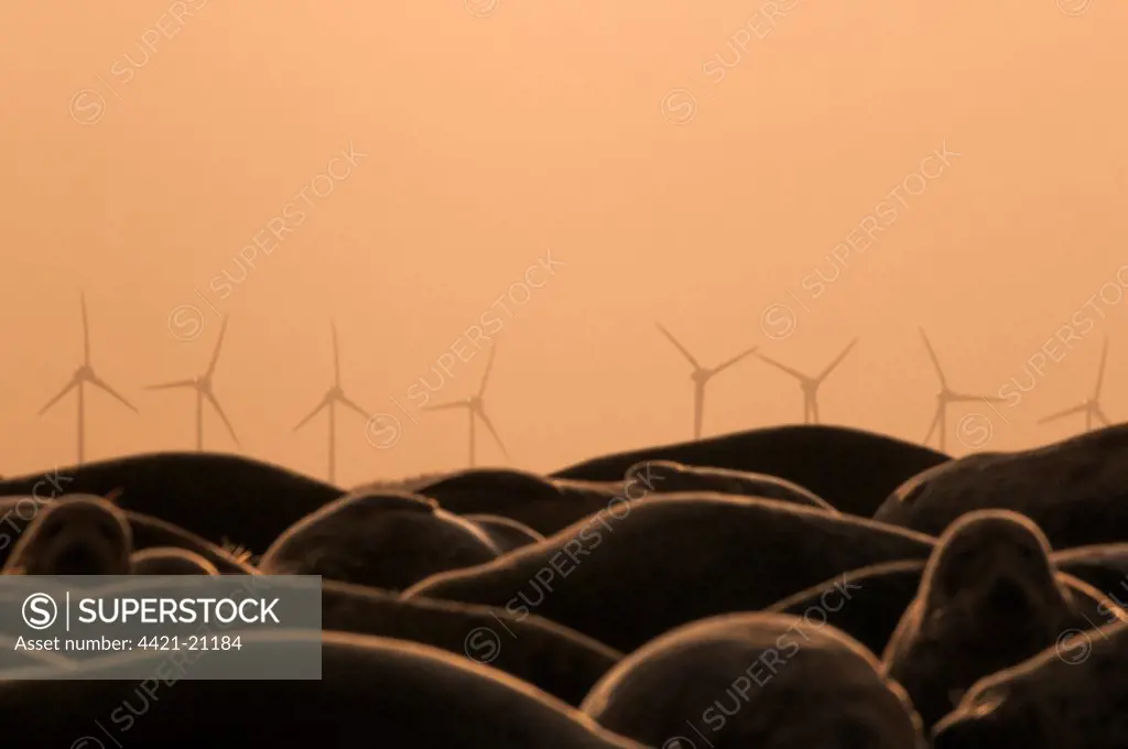 Grey Seal (Halichoerus grypus) adults, colony on beach at sunset, with wind turbines in background, Donna Nook, Lincolnshire, England, january