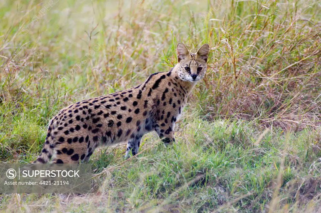 Serval (Leptailurus serval) adult, standing in grass, Masai Mara, Kenya