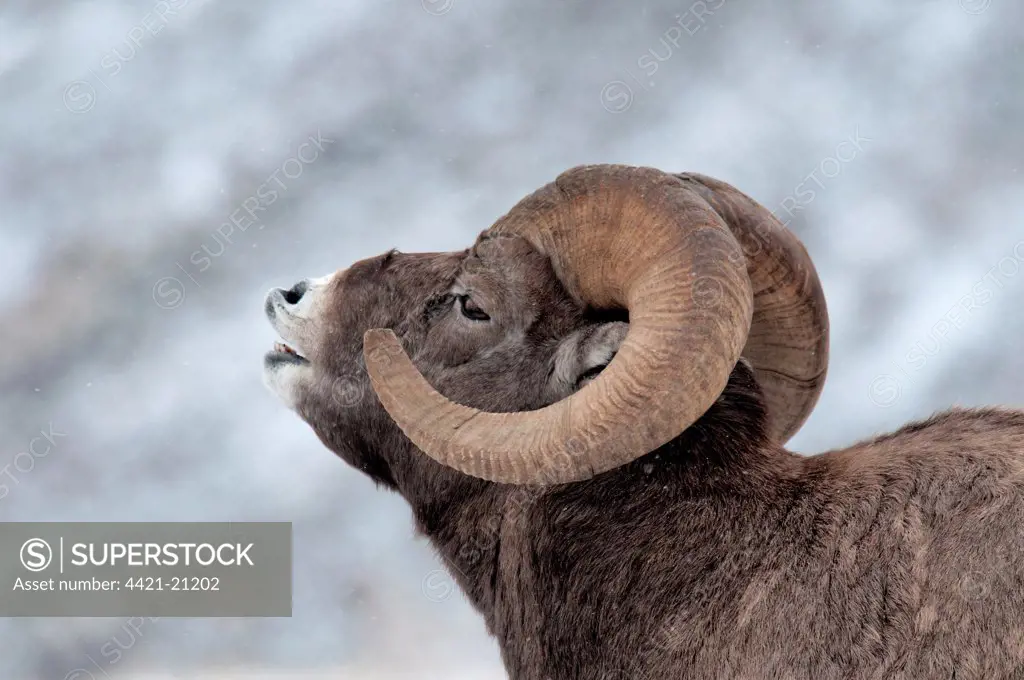 Bighorn Sheep (Ovis canadensis) adult male, close-up of head, in flehmen response, Jasper N.P., Alberta, Canada, october