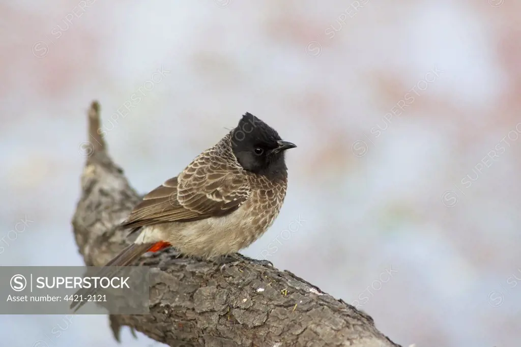 Red-vented Bulbul (Pycnonotus cafer) adult, perched on branch, Keoladeo Ghana N.P. (Bharatpur), Rajasthan, India