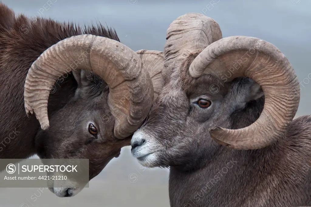 Bighorn Sheep (Ovis canadensis) two adult males, butting horns, close-up of heads, Jasper N.P., Alberta, Canada, october